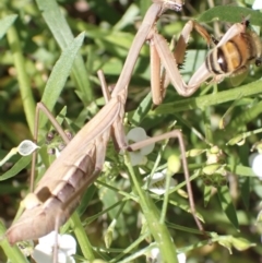 Pseudomantis albofimbriata at Murrumbateman, NSW - 4 May 2023