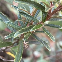 Olearia erubescens (Silky Daisybush) at Namadgi National Park - 5 May 2023 by JaneR