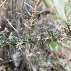 Olearia erubescens at Tennent, ACT - 5 May 2023