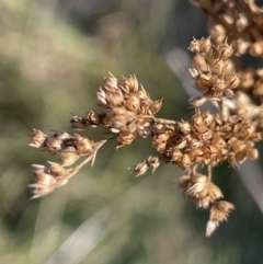 Juncus vaginatus (Clustered Rush) at Namadgi National Park - 5 May 2023 by JaneR