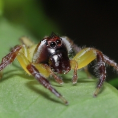 Mopsus mormon (Green Jumping Spider) at Wellington Point, QLD - 24 Apr 2023 by TimL