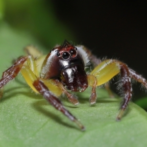 Mopsus mormon at Wellington Point, QLD - suppressed