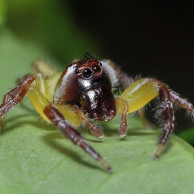 Mopsus mormon (Green Jumping Spider) at Wellington Point, QLD - 24 Apr 2023 by TimL