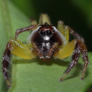 Mopsus mormon at Wellington Point, QLD - suppressed