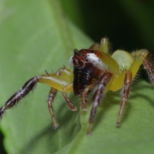 Mopsus mormon at Wellington Point, QLD - suppressed