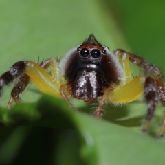 Mopsus mormon at Wellington Point, QLD - suppressed