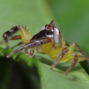 Mopsus mormon at Wellington Point, QLD - suppressed