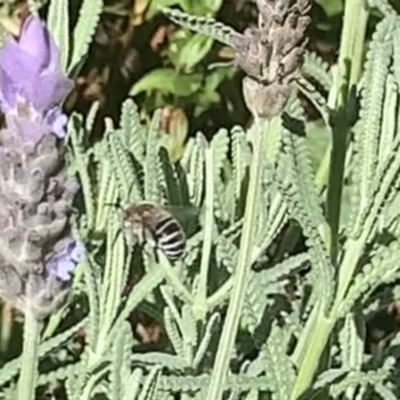 Amegilla sp. (genus) (Blue Banded Bee) at Dulwich Hill, NSW - 5 May 2023 by JudeWright