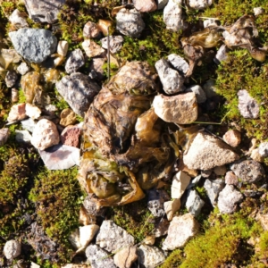 Nostoc sp. (genus) at O'Connor, ACT - 5 May 2023