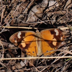Heteronympha merope (Common Brown) at O'Connor, ACT - 5 May 2023 by ConBoekel