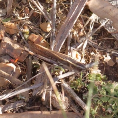 Macrotona australis (Common Macrotona Grasshopper) at O'Connor, ACT - 5 May 2023 by ConBoekel