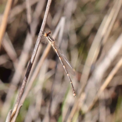 Austrolestes leda (Wandering Ringtail) at Dryandra St Woodland - 5 May 2023 by ConBoekel