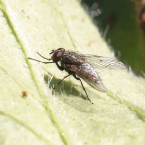 Helina sp. (genus) at O'Connor, ACT - 5 May 2023