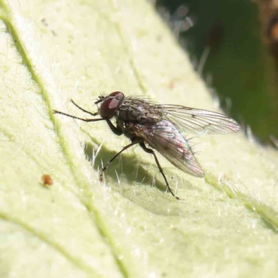 Helina sp. (genus) (Muscid fly) at Dryandra St Woodland - 5 May 2023 by ConBoekel
