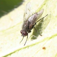 Helina sp. (genus) at O'Connor, ACT - 5 May 2023