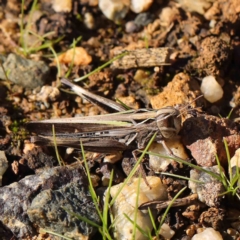 Caledia captiva (grasshopper) at O'Connor, ACT - 5 May 2023 by ConBoekel