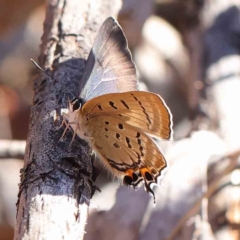 Jalmenus ictinus (Stencilled Hairstreak) at O'Connor, ACT - 5 May 2023 by ConBoekel