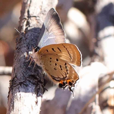 Jalmenus ictinus (Stencilled Hairstreak) at Dryandra St Woodland - 5 May 2023 by ConBoekel