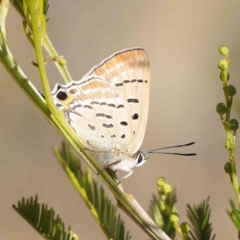 Jalmenus ictinus at O'Connor, ACT - 5 May 2023 03:09 PM