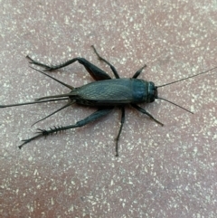 Teleogryllus commodus (Black Field Cricket) at Canberra, ACT - 6 May 2023 by NedJohnston