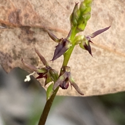 Corunastylis clivicola (Rufous midge orchid) at Dryandra St Woodland - 11 Mar 2023 by Ned_Johnston
