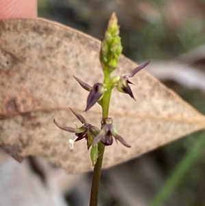 Corunastylis clivicola at O'Connor, ACT - suppressed