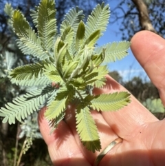 Acacia baileyana (Cootamundra Wattle, Golden Mimosa) at Aranda Bushland - 6 May 2023 by lbradley