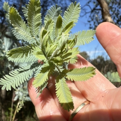 Acacia baileyana (Cootamundra Wattle, Golden Mimosa) at Aranda Bushland - 6 May 2023 by lbradley