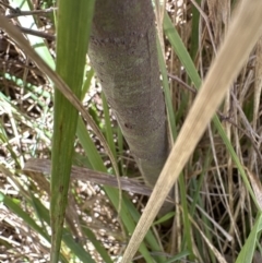 Acacia baileyana at Molonglo Valley, ACT - 6 May 2023