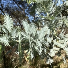 Acacia baileyana at Molonglo Valley, ACT - 6 May 2023