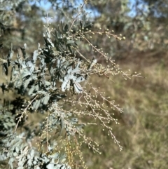 Acacia baileyana (Cootamundra Wattle, Golden Mimosa) at Yarralumla, ACT - 6 May 2023 by lbradley