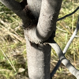 Acacia baileyana at Molonglo Valley, ACT - 6 May 2023