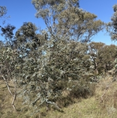 Acacia baileyana at Yarralumla, ACT - 6 May 2023 11:10 AM