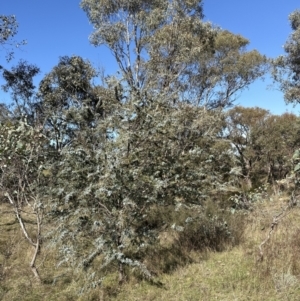Acacia baileyana at Molonglo Valley, ACT - 6 May 2023