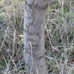 Acacia baileyana x Acacia dealbata (Cootamundra Wattle x Silver Wattle (Hybrid)) at Yarralumla, ACT - 6 May 2023 by lbradley