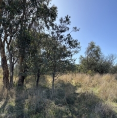 Acacia baileyana x Acacia dealbata at Molonglo Valley, ACT - 6 May 2023