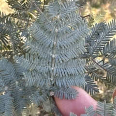 Acacia baileyana x Acacia dealbata at Molonglo Valley, ACT - 6 May 2023