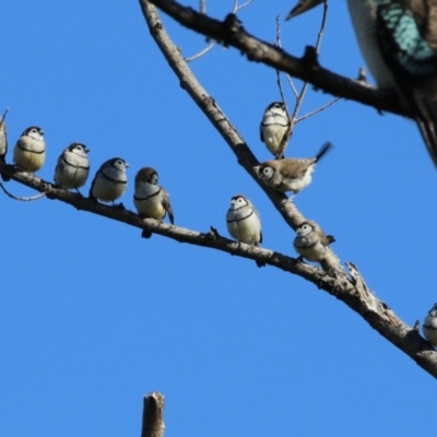 Stizoptera bichenovii (Double-barred Finch) at Jerrabomberra Wetlands - 5 May 2023 by RodDeb