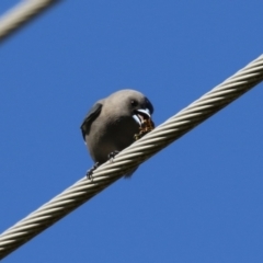 Artamus cyanopterus cyanopterus (Dusky Woodswallow) at Jerrabomberra Wetlands - 5 May 2023 by RodDeb