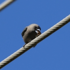 Artamus cyanopterus cyanopterus (Dusky Woodswallow) at Fyshwick, ACT - 5 May 2023 by RodDeb