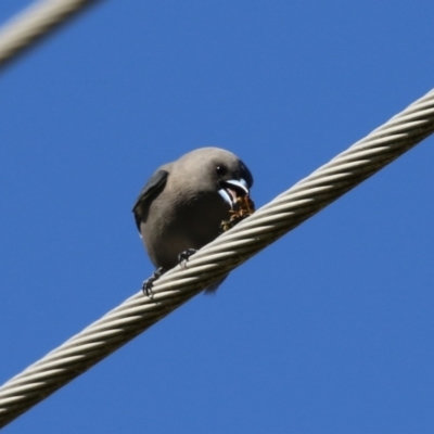 Artamus cyanopterus cyanopterus (Dusky Woodswallow) at Jerrabomberra Wetlands - 5 May 2023 by RodDeb