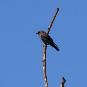 Artamus cyanopterus at Fyshwick, ACT - 5 May 2023