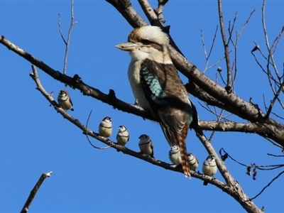 Dacelo novaeguineae (Laughing Kookaburra) at Fyshwick, ACT - 5 May 2023 by RodDeb