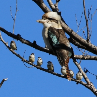 Dacelo novaeguineae (Laughing Kookaburra) at Jerrabomberra Wetlands - 5 May 2023 by RodDeb