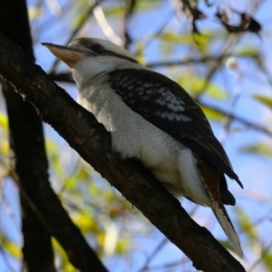 Dacelo novaeguineae at Fyshwick, ACT - 5 May 2023