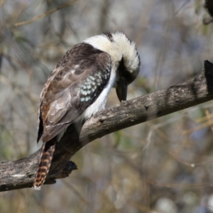 Dacelo novaeguineae at Fyshwick, ACT - 5 May 2023