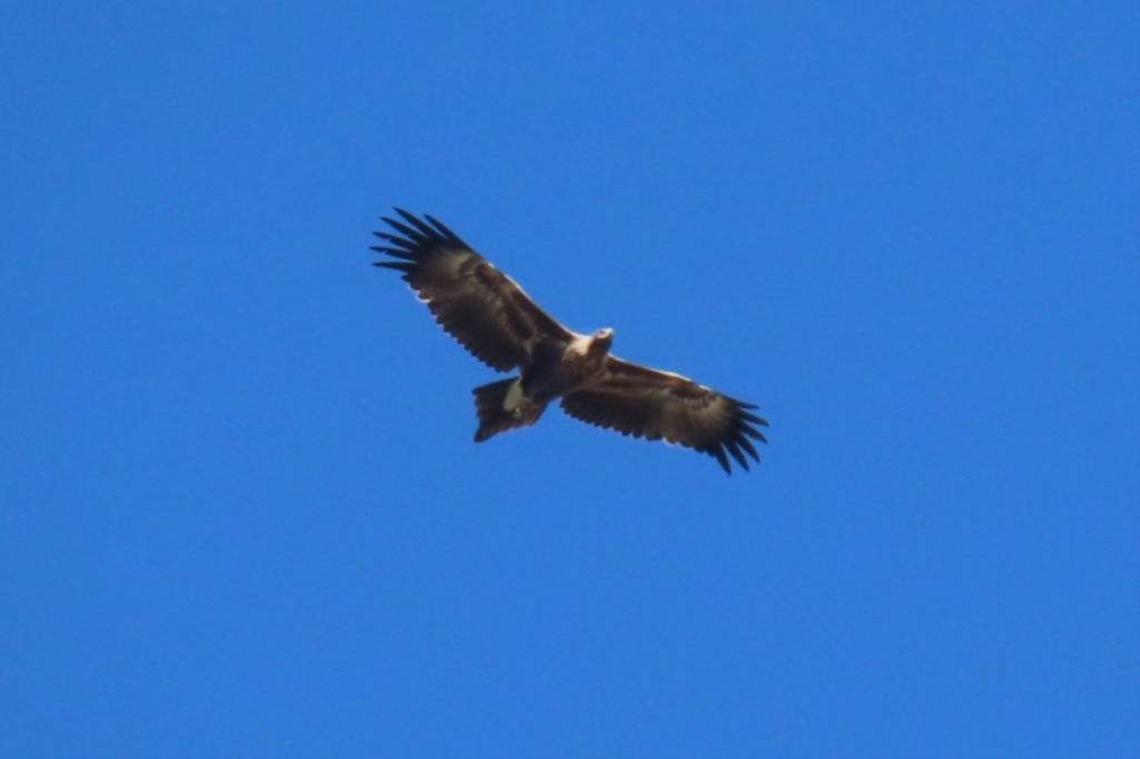 Aquila audax at Fyshwick, ACT - 5 May 2023