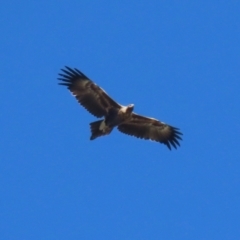 Aquila audax (Wedge-tailed Eagle) at Fyshwick, ACT - 5 May 2023 by RodDeb