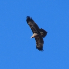 Aquila audax at Fyshwick, ACT - 5 May 2023 12:23 PM