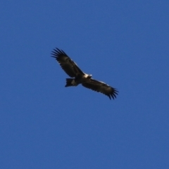 Aquila audax at Fyshwick, ACT - 5 May 2023 12:23 PM